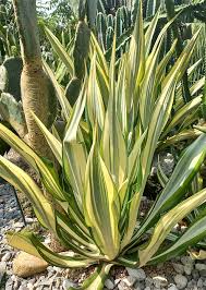 Image result for Furcraea