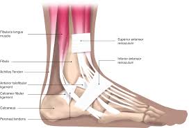 See table below for full description of ligamants. Mini Incision Technique For Lateral Ankle Ligament Repair In Chronic Instability Springerlink