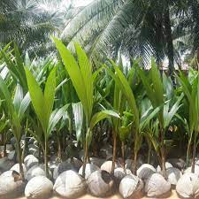 Buah kelapa yang dihasilkan sesuai untuk pelbagai kegunaan seperti untuk. Benih Kelapa Matag Publicaciones Facebook