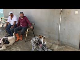 Beklenen Bulusmada Zeynayi Kangal Barondan Cok Pars Kesfetti Kangal Malakli Jackrussell Youtube