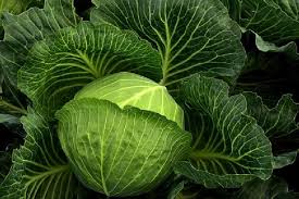 Namun yang perlu diingat, pastikan penggunaan garam dan lada tidak terlalu banyak. Studi Di Eropa Makan Sayur Kol Bantu Melawan Virus Corona Tekno Tempo Co