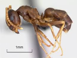 نتیجه جستجوی لغت [ants] در گوگل