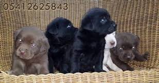 Labrador Retriever Fiyatlari 05412625843 Labrador Retriever Ve Labrador Retrievers
