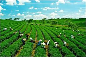 Chứng nhận VietGap trồng trọt
