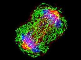 Carcinomas are cancers that occur in epithelial tissues in the body. What Is Cancer National Cancer Institute