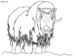 Crappy art is my speciality. Dltk S Crafts For Kids On Twitter Did You Know That Musk Oxen Are More Closely Related To Sheep And Goats Than Cows If You Want To Find Out More Cool Facts About
