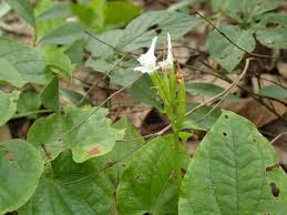 Image result for Disperis anthoceros