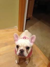 My primary objective when breeding is to produce the best quality dog in health, structure andconformation with a splash of color. 3 Akc French Bulldogs For Sale In Roseburg Oregon Classified Americanlisted Com