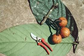 Image result for Salacia