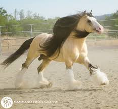 While they may be shorter than your typical draft, they are broadly built and are easily capable of pulling carriages and caravans, while also serving as riding horses that can support heavier riders. Taskin At Stud