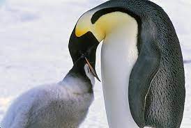 Emperor and king penguins belong to the same genus (aptenodytes). What Do Emperor Penguins Eat Emperor Penguins Are Tall