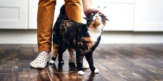 Allergies are on the rise in people, and nobody is your veterinarian can recommend a suitable product based on your cat's particular needs. Are You Having An Allergic Reaction To Cats Blog Everlywell Home Health Testing Made Easy