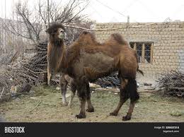 Like a giant horse saddle, but flat and maybe a seat or 2 on it. Bactrian Camel Baby Image Photo Free Trial Bigstock