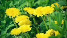 Karahindiba Nedir Karahindiba Otu Nasil Kullanilir Faydalari Nelerdir Diyet Yesil Smoothie Karahindiba