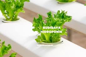 Jenis sayuran hidroponik yang memiliki nilai jual tinggi. Budidaya Hidroponik Selada Dengan Sistem Nft Petani Digital