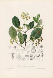 Image result for Kotschya