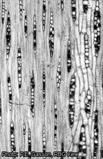 Image result for Anthonotha