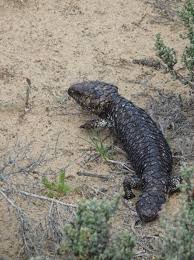 All other herp related material. Endemic Australian Shingleback Lizard Threatened By The International Pet Trade Monitor