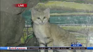 Nationalzoo, boredpanda adremeaux the tail, which can account for about h. Wild Stuff Sand Cats Wjet Wfxp Yourerie Com