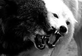 Full moon blood red with howling wolf black night sky for halloween or desert. A Leadership Lesson From The Tale Of Two Wolves Patrick Burns Official Site Build The Brand Digital Marketing