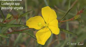 Image result for Ludwigia stenorraphe