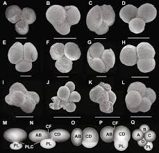 We would like to show you a description here but the site won't allow us. Evolutionary Scenario Of The Early History Of The Animal Kingdom Evidence From Precambrian Ediacaran Weng An And Early Cambrian Maotianshan Biotas China Springerlink