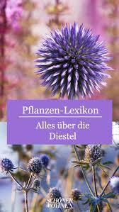 Pin Auf Pflanzen