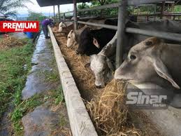 Daging segar tempatan | harga daging lembu lepasi harga maksimum. Daging Tempatan Dijangka Naik Hingga Rm45 Sekilo
