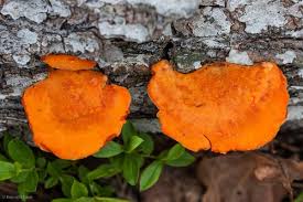 Image result for Cincinnobotrys