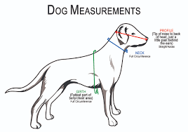 Meticulous Harness Measurement Chart 2019