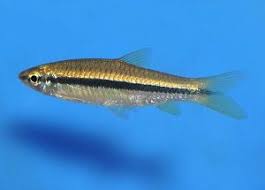 Rasbora Argyrotaenia Silver Rasbora 2020 Borneo Endonezya Bitki