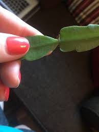 And the steps below should. How To Propagate Christmas Cactus Howe Abby