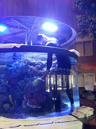 Aufrufe 430 tsd.vor 3 years. Fish Aquarium Gallery Of Aquatic Designs Aquarium Maintenance Grand Forks Nd