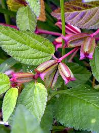 Image result for Corchorus aestuans