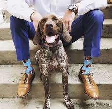 Customized dog socks custom pet socks turn your dog picture into custom socks cat socks unisex. Custom Dog Socks Divvyup Dog Socks Custom Dog Dogs