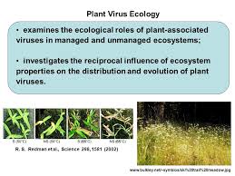 Plant Virus Ecology Network Pven Research Coordination Network Profound Advances In Understanding The Ecology Of Both Viruses And Higher Organisms Plant Ppt Download