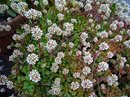 Once established, most succulents are frost tolerant to 25f w/o damage, or 18f with slight damage. Crassula Pubescens Subsp Radicans Red Carpet World Of Succulents
