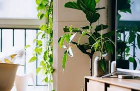 Le piante da appartamento alte. Consigli Utili Per Far Crescere Le Piante Da Interno Correttamente
