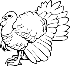 Kids from young to old will have fun coloring these super cute toms! The Big Wild Turkey Coloring Pages Easy Wild Turkey Drawings Full Size Png Download Seekpng