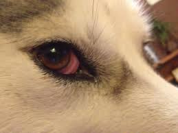 Homeopathy For Pink Eyes I Love Homeopathy Homeopathy Pink Eyes Natural Pink Eye Remedy
