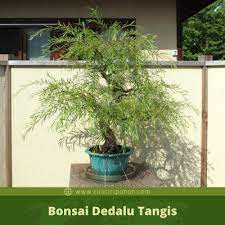Berbagai jenis tanaman hias asal indonesia yang dikembangkan menjadi bonsai kabarnya mempunyai nilai estetika yang tinggi. Jenis Jenis Pohon Yang Bisa Di Bonsai Dan Contohnya Ciriciripohon Com