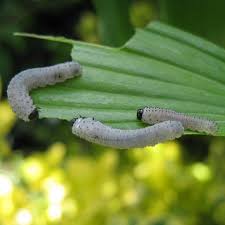 We did not find results for: Solomon S Seal Sawfly Larvae