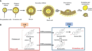 Image result for Estrogen
