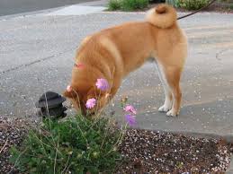 Dogs are the easiest way to prevent your dog from eating cat poop, according to veterinarians, is to place the litter box in a spot where your dog can't access it. Why Dogs Eat Poop And How To Deal With This Gross Behavior Pethelpful By Fellow Animal Lovers And Experts