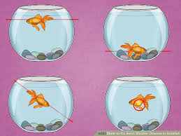 Welcome Jme World How To Fix Swim Bladder Disease In Goldfish