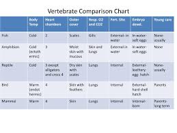 ppt vertebrate comparison chart powerpoint presentation