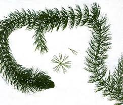 Image result for Ceratophyllaceae