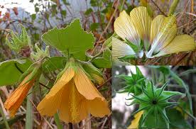 Image result for Abutilon guineense