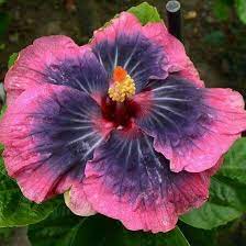 Pin On Hibiscus Part L Exotic Tropical Where You Find Unknown Name Origin And You Are Aware Please Advise Many Thanks G