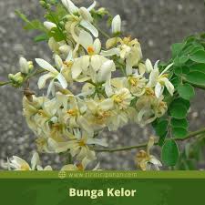 Bungah rasana hatè, bari moyan ningali talutug kèlor nu ditancebkeun geus mimiti sarirungan. Cici Ciri Pohon Kelor Moringa Oleifera Di Alam Liar Ciriciripohon Com